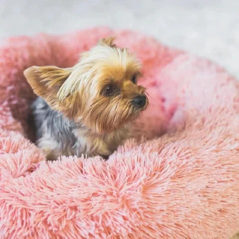 Caminha Nuvem SoftCloud para Cães e Gatos